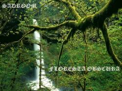 Sadroom : Floresta Obscura